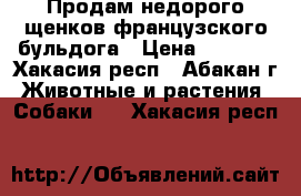 Продам недорого щенков французского бульдога › Цена ­ 8 000 - Хакасия респ., Абакан г. Животные и растения » Собаки   . Хакасия респ.